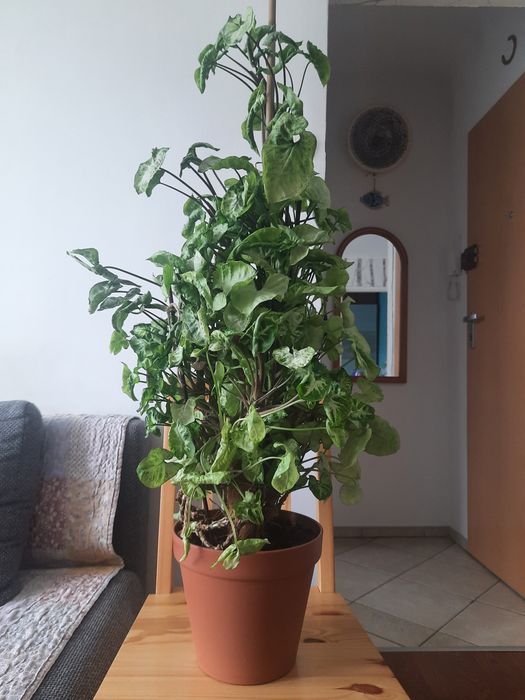 Metrowe syngonium