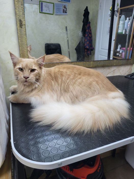 Грумінг котів( без бриття)