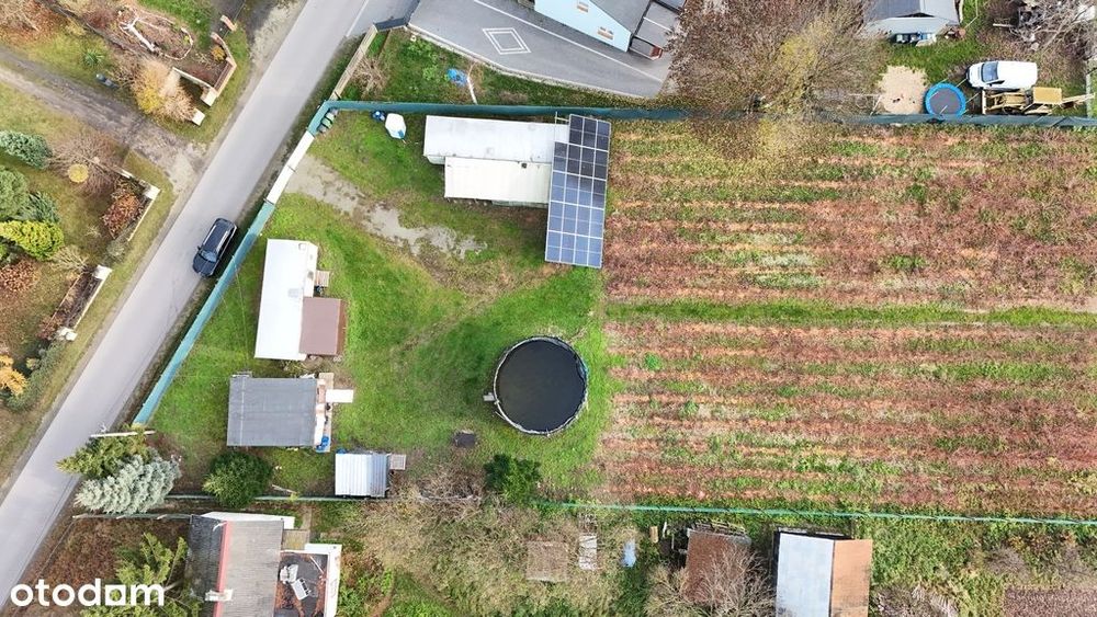 Działka inwestycyjna - uprawa borówek k.Kalisza