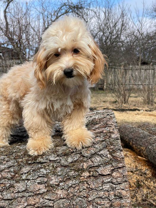 Чудові песики мальтипу
