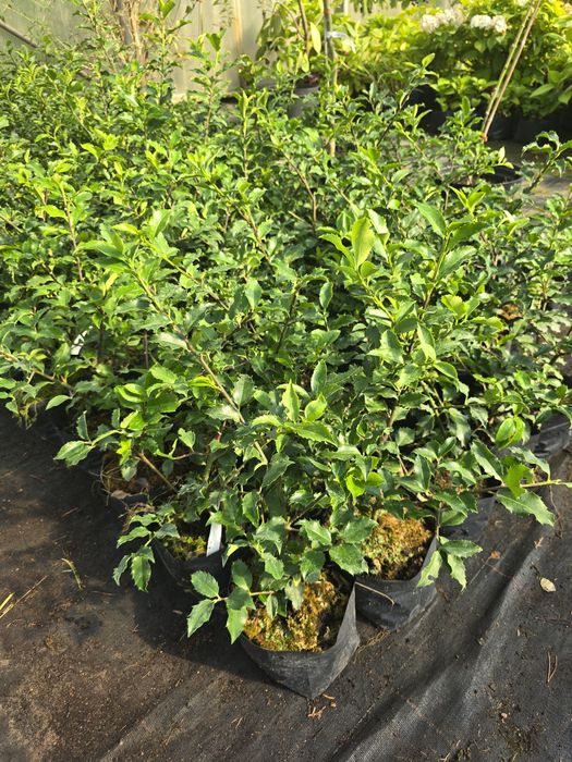 Ostrokrzew 20-40 cm blue prince zimozielony zywoplot wolsztyn poznan