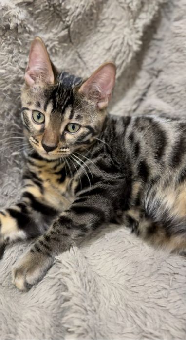 Бенгальські кошенята Бенгальские котята
