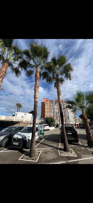 Nasiona palmy Waszyngtonia Robusta, palma meksykanska