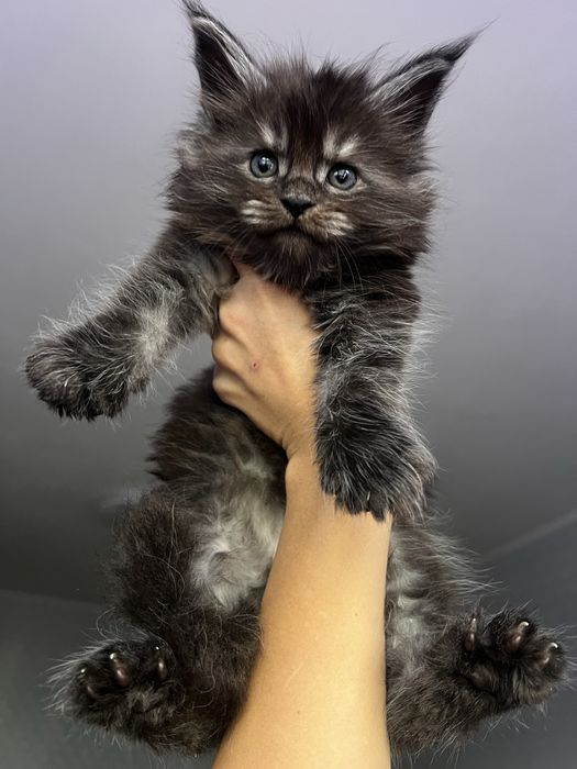 Димний хлопчик мейнкун