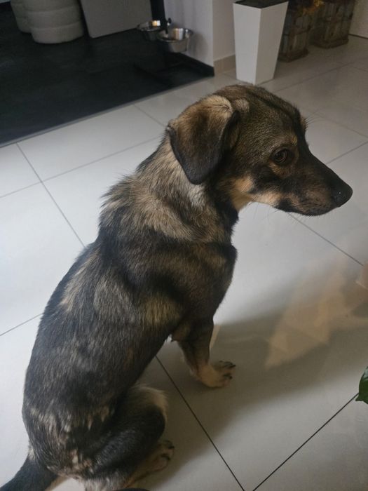 14 kg, 1, 5 roczny Tymek adopcja za darmo oddam