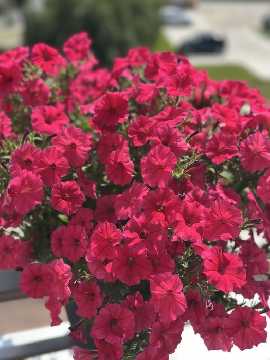 5 doniczek na balkon balustradę