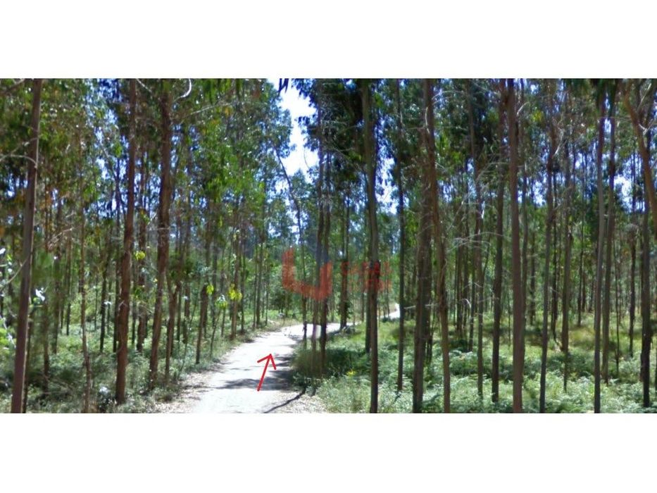 Terreno Florestal com eucaliptos novos, com 5800M2 — São Mamede, Leiria