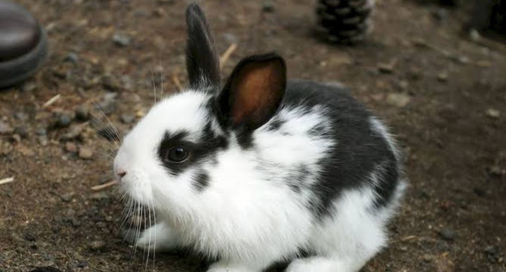 Продам кролицю вагітну , кроликів