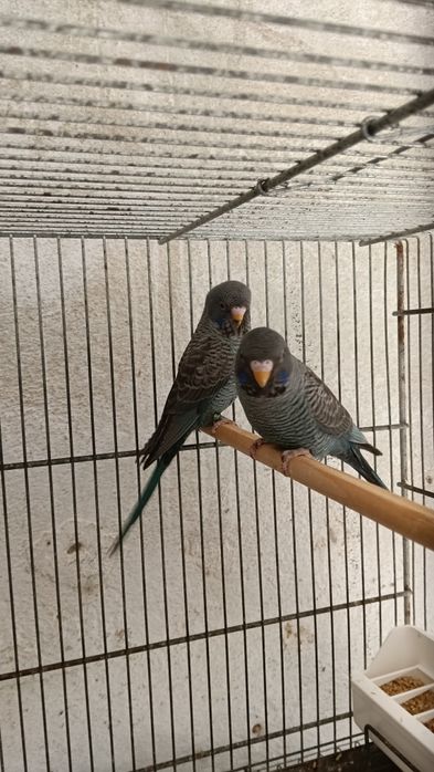 Blackfaces e doubleblacks