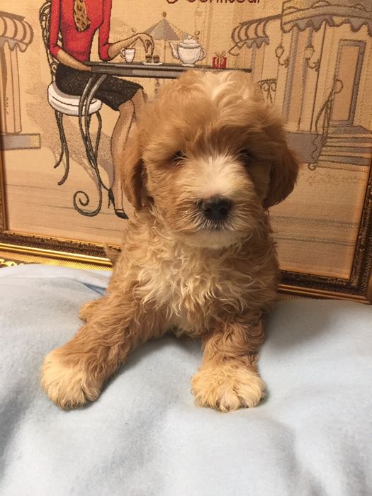 Мальчишка red and white   Полностью привит