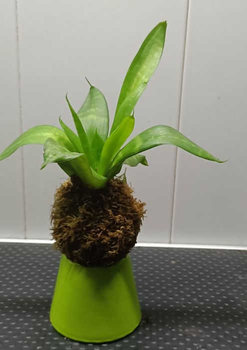 Kokedama natural