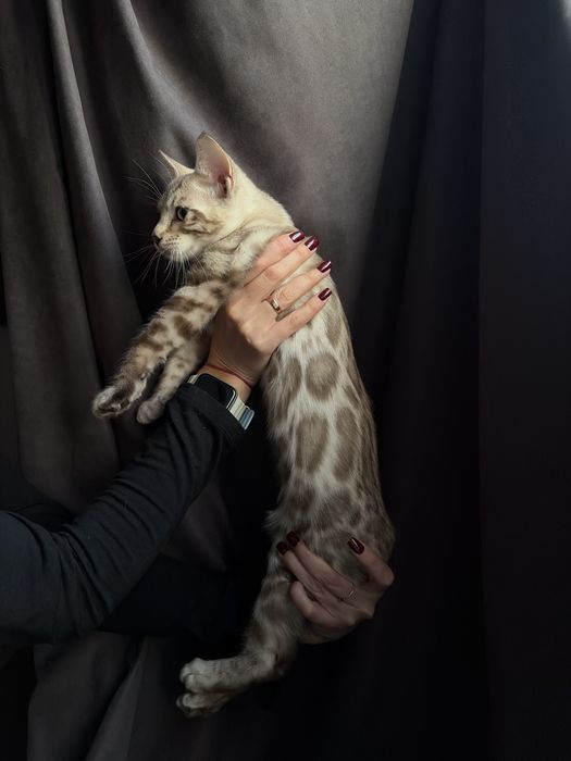 Кошенята бенгальські