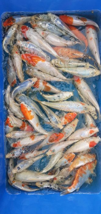 Karp Koi Kohaku Showa Yamatonishiki #GRLKOI