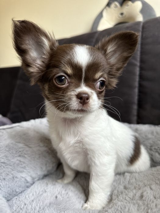 Chihuahua dziewczyna