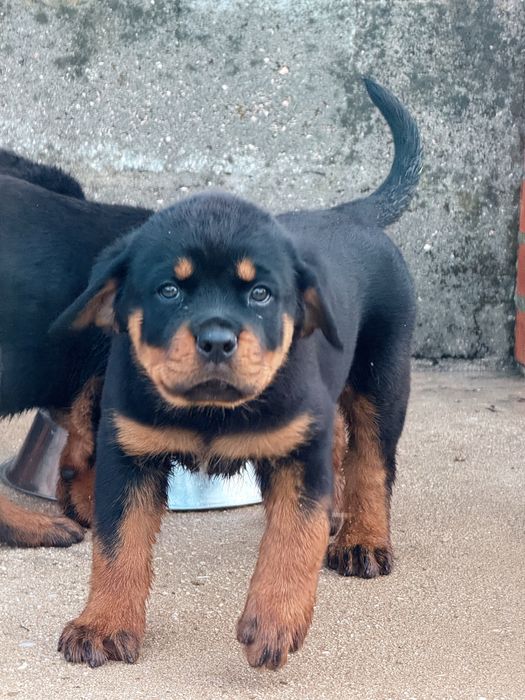 Rottweiler com LOP – Excelente Linhagem