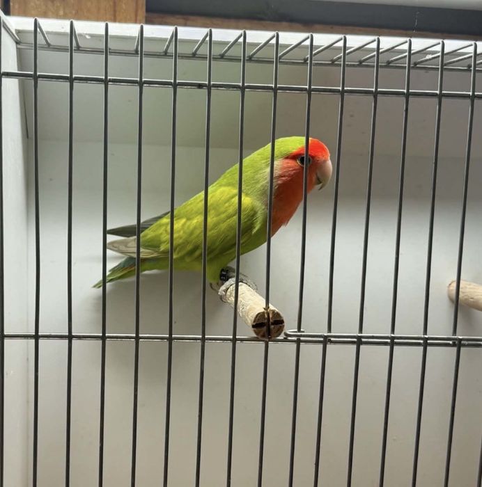 Agapornis longfeather