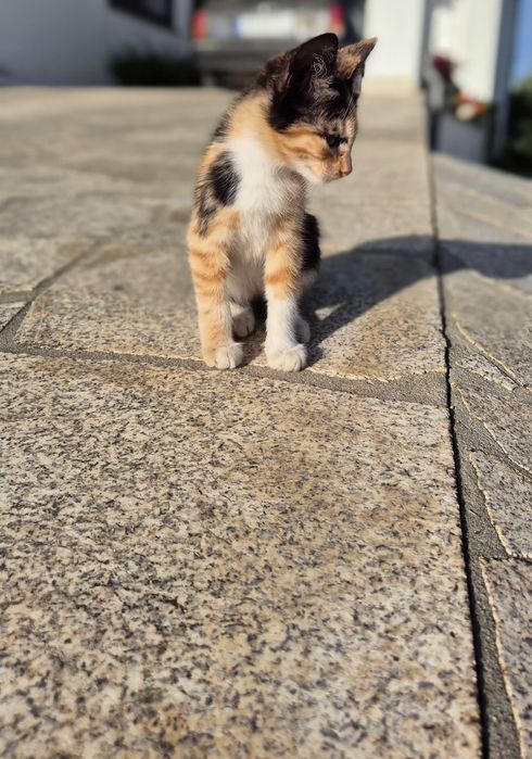 Gatinha Bébé para Adoção