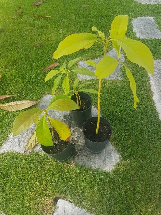 Avocado trees ready for transplanting, starting from €4.64584265828867121