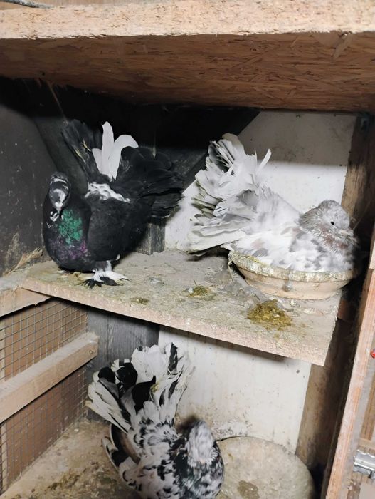 Sprzedam pawiki indyjskie