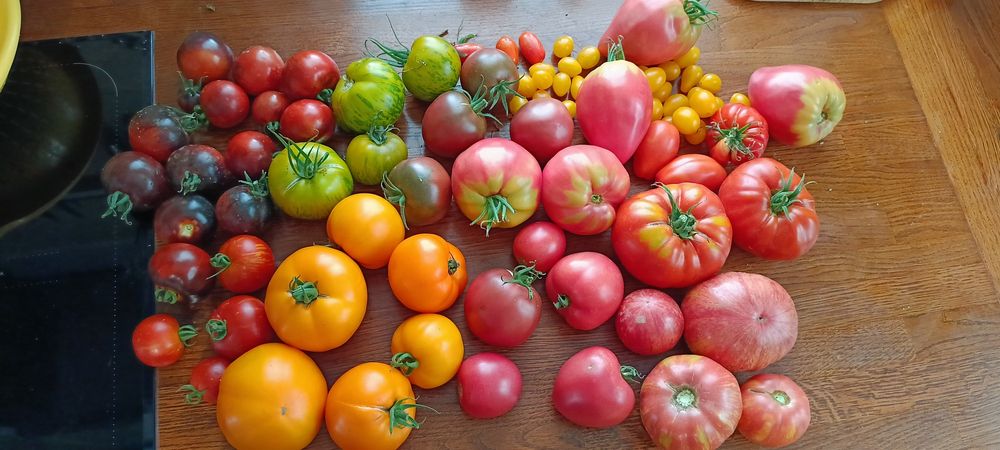 Nasiona pomidorów dużo odmian