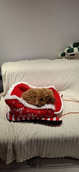 Goldendoodle f1b standard