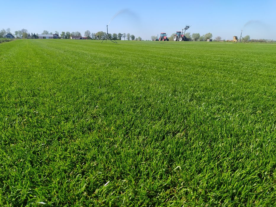 Trawa z rolki - Producent Garden Grass