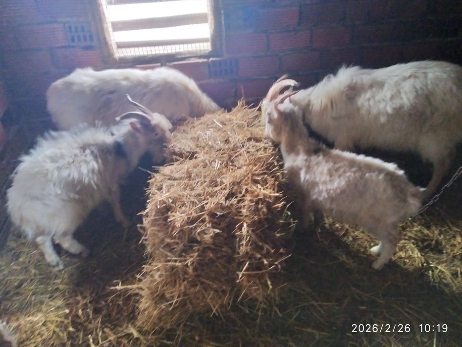 Продаються кітні кози