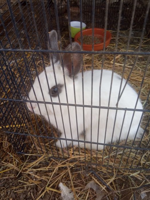 Mini Coelhinho Exótico