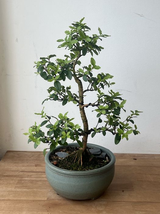 Bonsai ligustrum