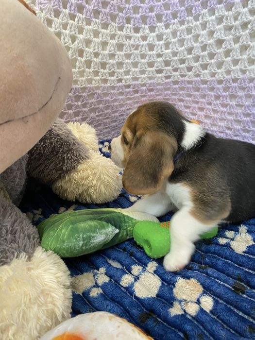 Цуценята бігля з документами КСУ