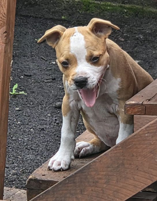 Efektowny Samiec Amstaff American Staffordshire Terrier FCI ZKwP
