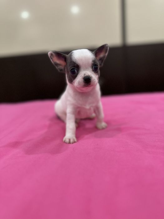 Machinho Chihuahua mini