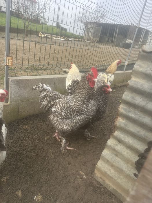 Ovos galados de varias racas