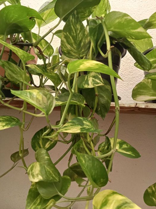 Plantas Jiboia - interior