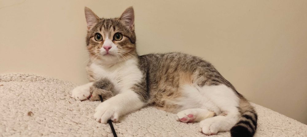 Gatinhos para adoção responsável