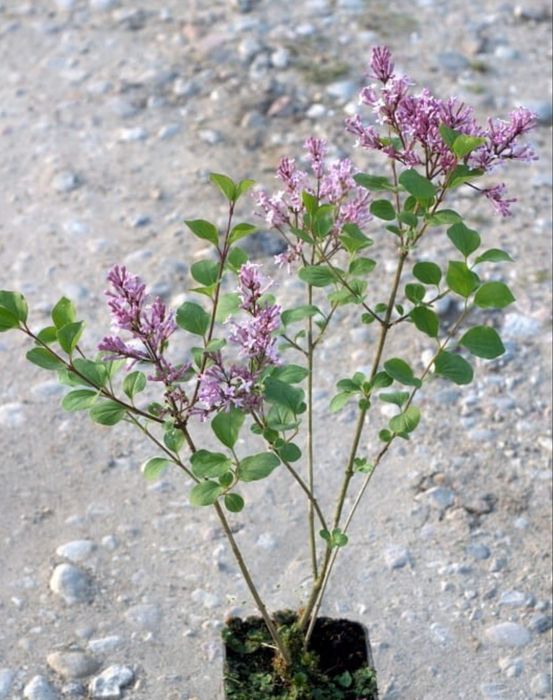 Lilak miniatura meyera