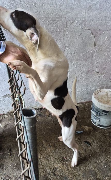 Adoção Responsável - Cadela