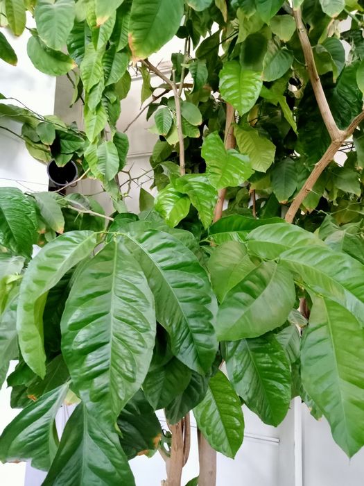 Растение живое лимон дерево