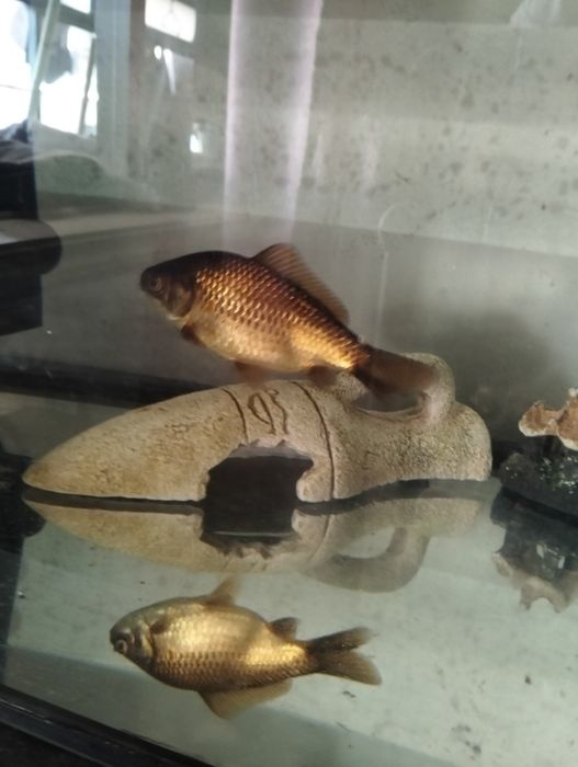 Peixes de água fria