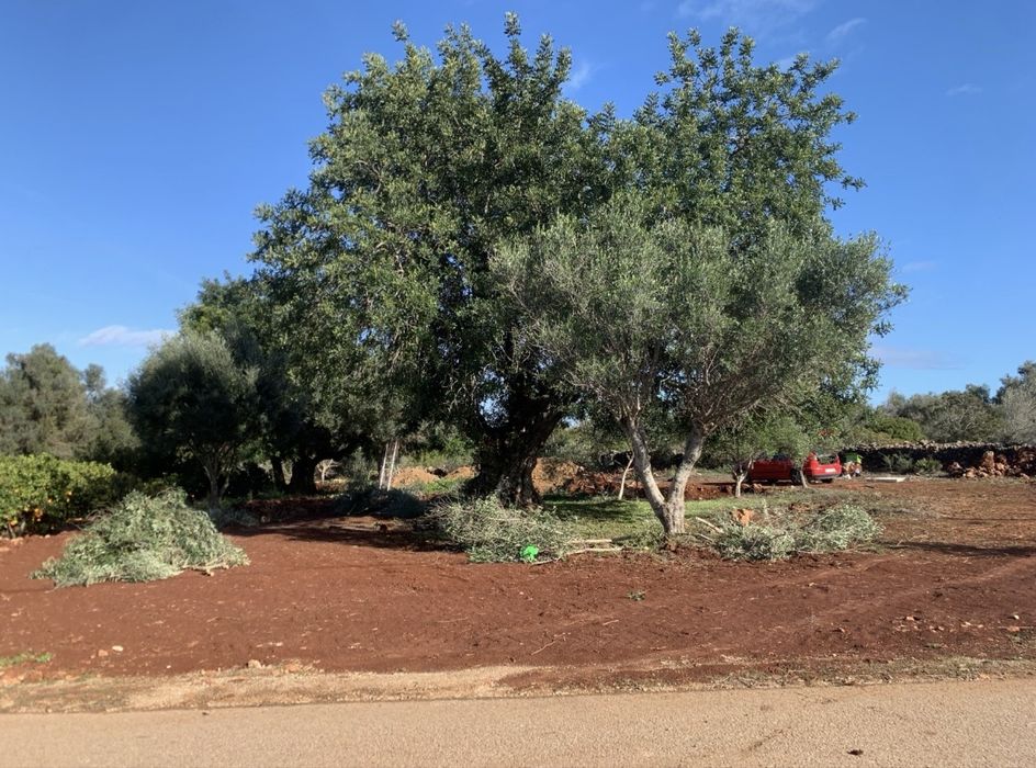 Limpeza de terrenos, jardins e afins
