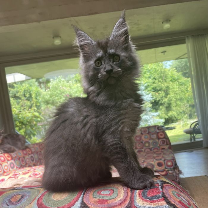 Kocurek Maine Coon