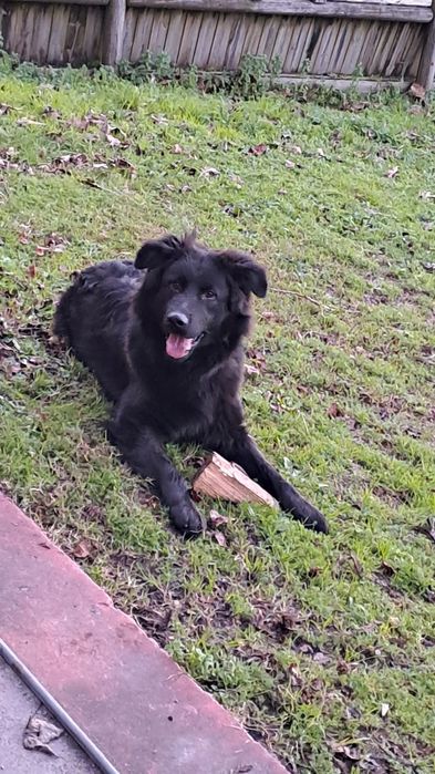 Dá-se cão labrador/castro laboreiro