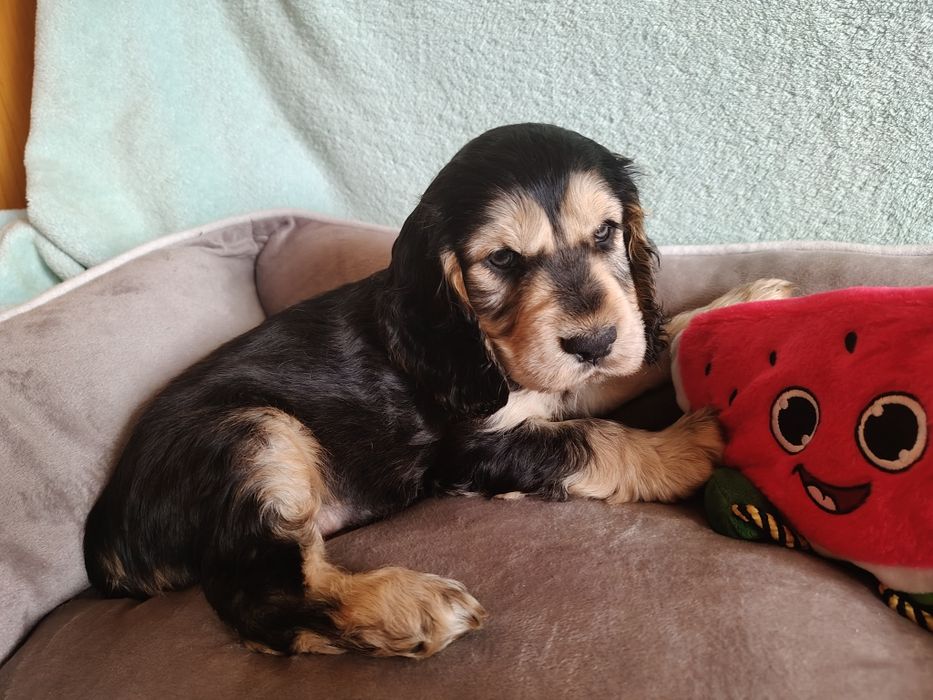 Cocker spaniel angielski piesek , badania