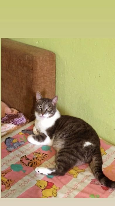Отдам серо-белого кота, 2 года, кастрирован, привит