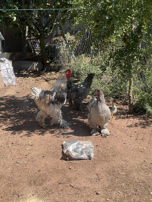 Trio de brahmas cinza