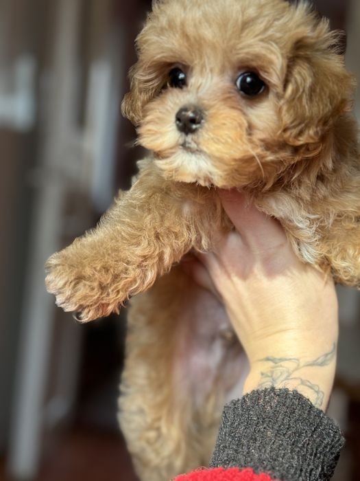 Карамельный мальчик мальтипу кривой рог