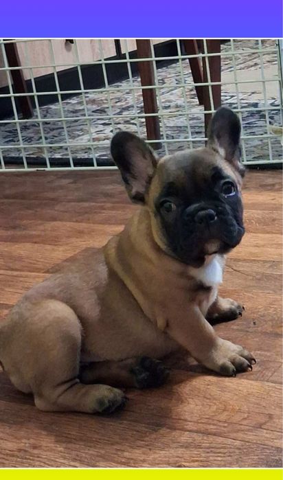 Шикарні французики міні руденькі