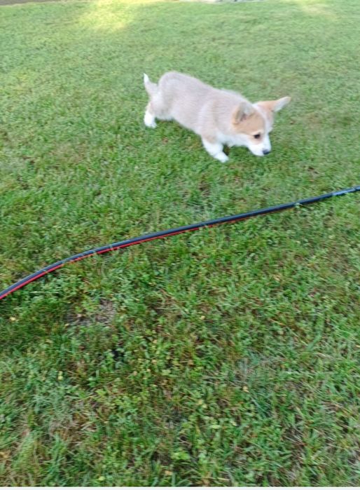 Suczka Welsh Corgi PEMBROKE - KREDA