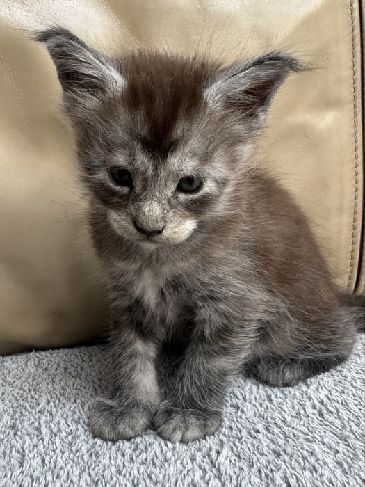 Maine Coon Czarny Srebrzysty Kocurek