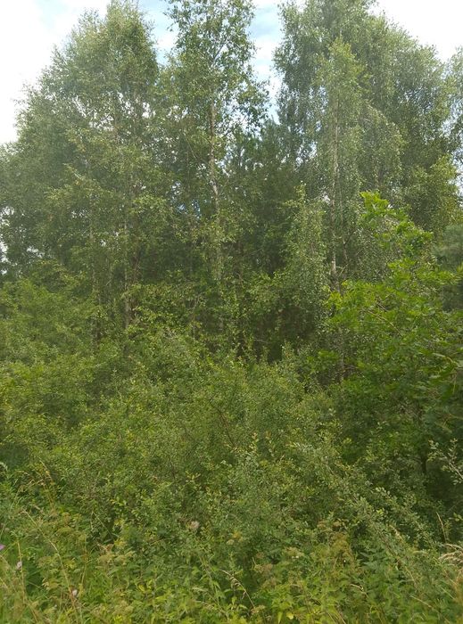 Sprzedam drewno do smowyrobu ,razem działko